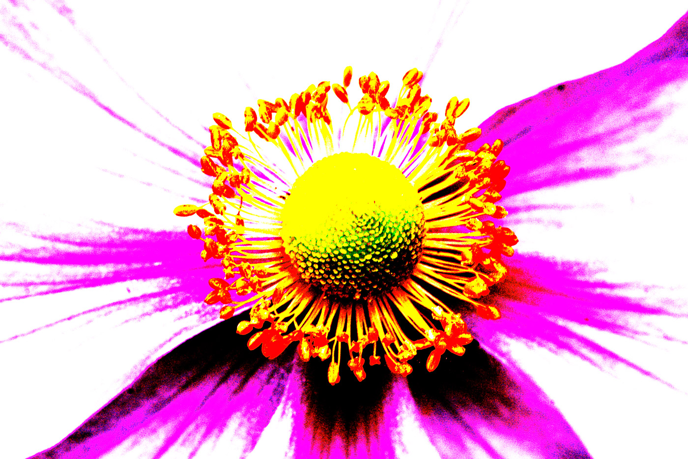 Psychedelic Japanese Anemone
