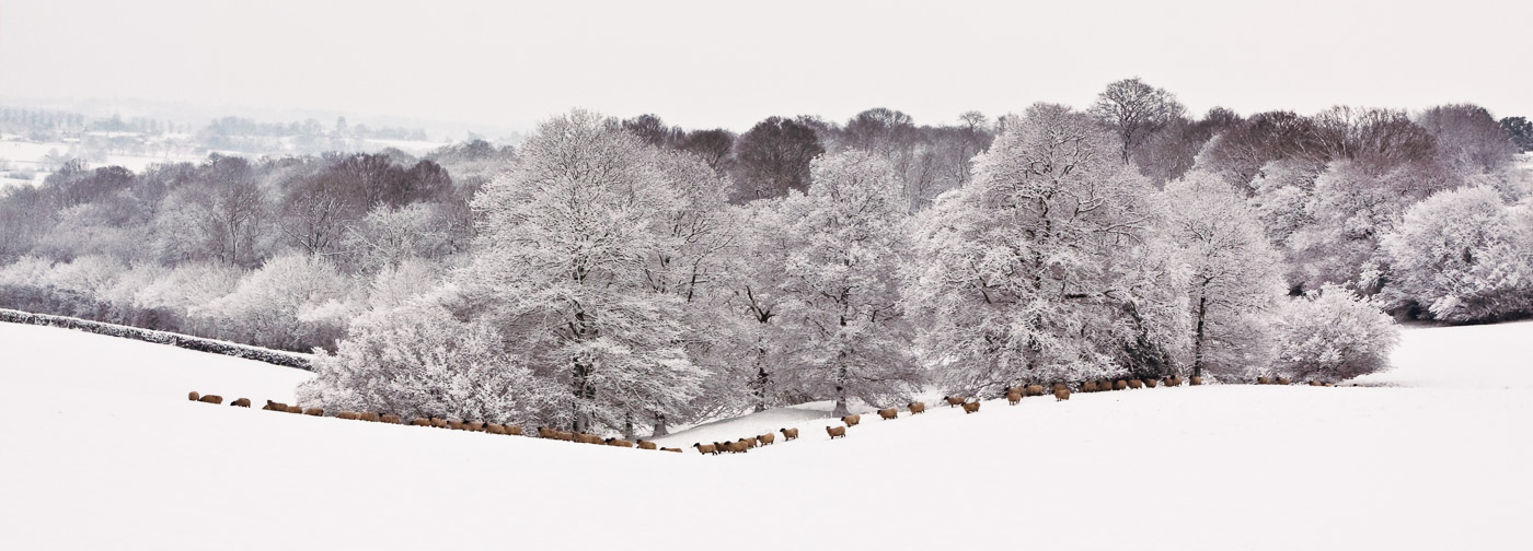 Sheep across the snow