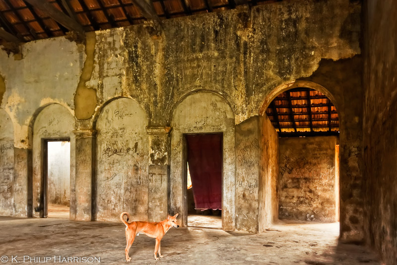 Dog in a palace