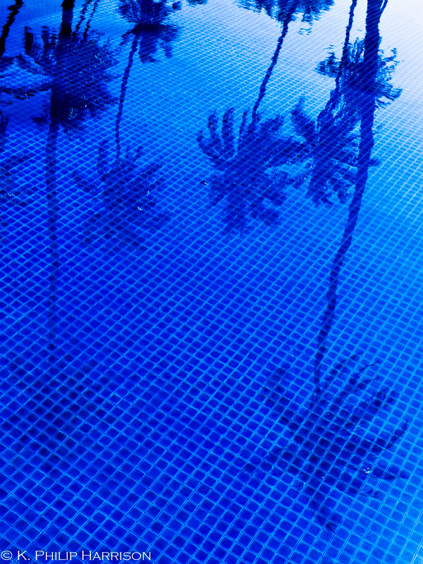 Palm trees in a swimming pool